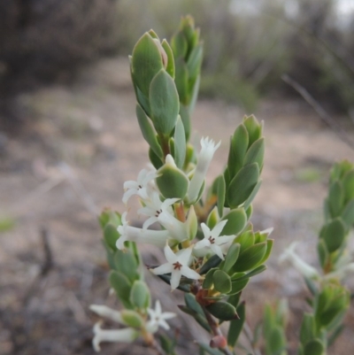 Brachyloma daphnoides (Daphne Heath) at Tennent, ACT - 16 Oct 2018 by michaelb