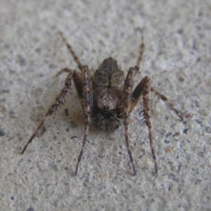 Araneus sp. (genus) at Kambah, ACT - 28 Oct 2018 12:15 PM