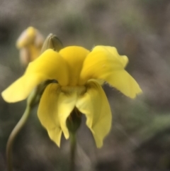 Goodenia pinnatifida (Scrambled Eggs) at Goorooyarroo NR (ACT) - 28 Oct 2018 by JasonC