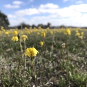 Goodenia pinnatifida at Amaroo, ACT - 29 Oct 2018 10:04 AM