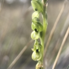 Hymenochilus bicolor (Black-tip Greenhood) at Goorooyarroo NR (ACT) - 28 Oct 2018 by JasonC