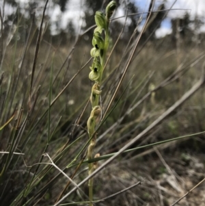 Hymenochilus bicolor at Amaroo, ACT - 29 Oct 2018