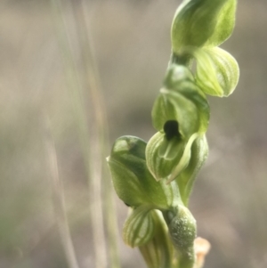 Hymenochilus bicolor at Amaroo, ACT - 29 Oct 2018