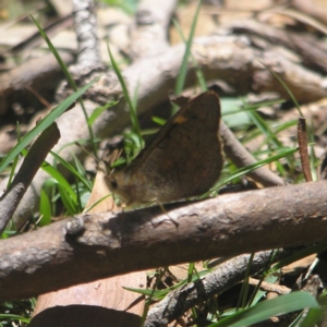 Argynnina cyrila at Paddys River, ACT - 27 Oct 2018