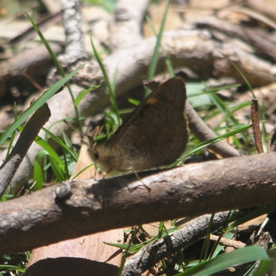 Argynnina cyrila (Forest Brown, Cyril's Brown) at Paddys River, ACT - 27 Oct 2018 by MatthewFrawley