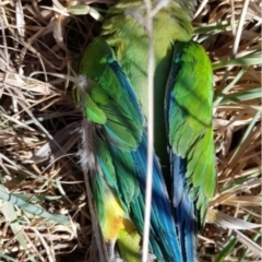 Polytelis swainsonii (Superb Parrot) at Boorowa, NSW - 21 Oct 2018 by MichaelMulvaney
