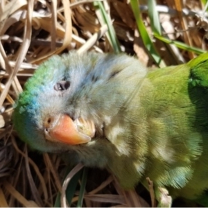 Polytelis swainsonii at Boorowa, NSW - 21 Oct 2018