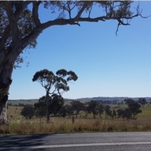 Polytelis swainsonii at Boorowa, NSW - 21 Oct 2018