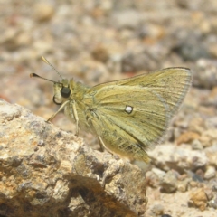 Trapezites luteus (Yellow Ochre, Rare White-spot Skipper) at Kambah, ACT - 29 Oct 2018 by MatthewFrawley