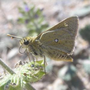 Trapezites luteus at Kambah, ACT - 29 Oct 2018