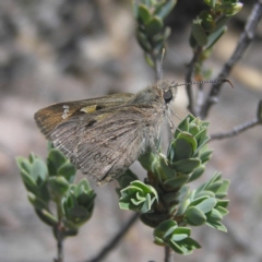 Trapezites phigalia (Heath Ochre) at Kambah, ACT - 29 Oct 2018 by MatthewFrawley