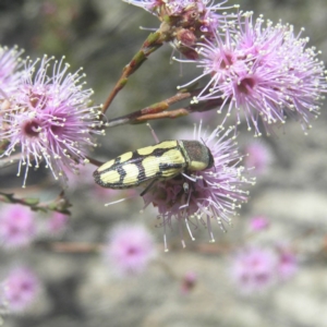 Castiarina decemmaculata at Kambah, ACT - 29 Oct 2018 11:48 AM