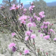 Kunzea parvifolia (Violet Kunzea) at Mount Taylor - 29 Oct 2018 by MatthewFrawley