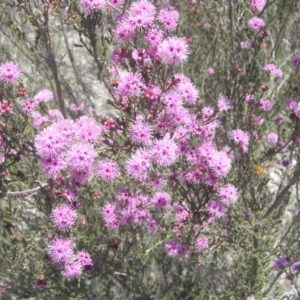 Kunzea parvifolia at Kambah, ACT - 29 Oct 2018