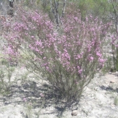 Kunzea parvifolia at Kambah, ACT - 29 Oct 2018