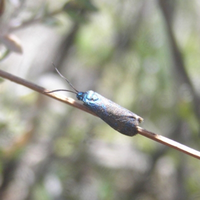 Pollanisus (genus) (A Forester Moth) at Kambah, ACT - 29 Oct 2018 by MatthewFrawley