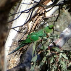 Alisterus scapularis (Australian King-Parrot) at Googong, NSW - 27 Oct 2018 by Wandiyali