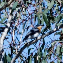 Myiagra rubecula (Leaden Flycatcher) at Googong, NSW - 26 Oct 2018 by Wandiyali