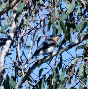 Myiagra rubecula at Googong, NSW - 27 Oct 2018 08:50 AM