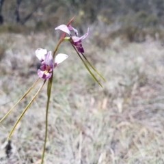 Diuris dendrobioides (Late Mauve Doubletail) by LukeMcElhinney