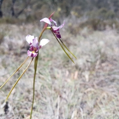 Diuris dendrobioides (Late Mauve Doubletail) at suppressed - 29 Oct 2018 by LukeMcElhinney