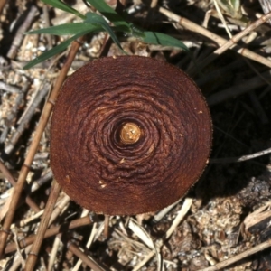 Lentinus arcularius at Rosedale, NSW - 27 Oct 2018 02:02 PM