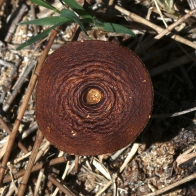 Lentinus arcularius (Fringed Polypore) at Rosedale, NSW - 27 Oct 2018 by jb2602