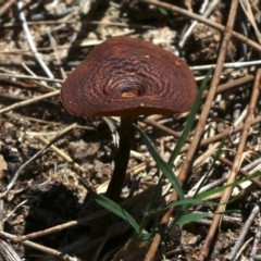 Lentinus arcularius at Rosedale, NSW - 27 Oct 2018