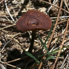 Lentinus arcularius at Rosedale, NSW - 27 Oct 2018 02:02 PM