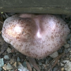 Leucopaxillus lilacinus at undefined - 26 Oct 2018 01:03 PM