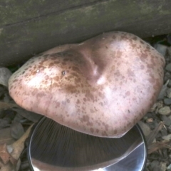 Leucopaxillus lilacinus at undefined - 26 Oct 2018 01:03 PM