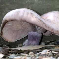 Leucopaxillus lilacinus at undefined - 26 Oct 2018 01:03 PM