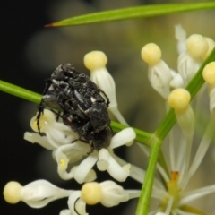 Microvalgus sp. (genus) (Flower scarab) at ANBG - 28 Oct 2018 by TimL