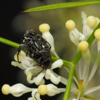 Microvalgus sp. (genus) (Flower scarab) at ANBG - 28 Oct 2018 by TimL