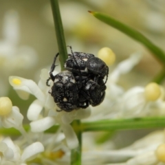 Microvalgus sp. (genus) at Acton, ACT - 28 Oct 2018 01:37 PM