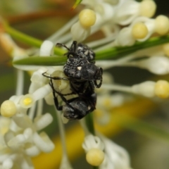 Microvalgus sp. (genus) at Acton, ACT - 28 Oct 2018 01:37 PM