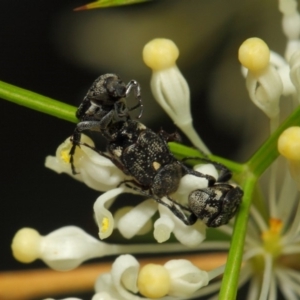 Microvalgus sp. (genus) at Acton, ACT - 28 Oct 2018