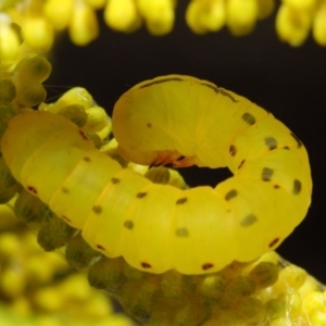 Capusa cuculloides at Acton, ACT - 23 Oct 2018