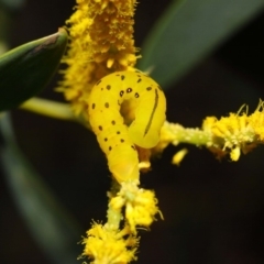 Capusa cuculloides at Acton, ACT - 23 Oct 2018