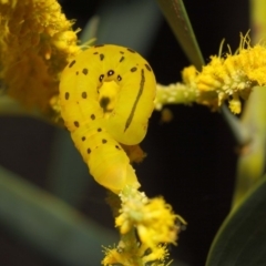 Capusa cuculloides at Acton, ACT - 23 Oct 2018