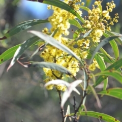 Acacia rubida at Wamboin, NSW - 30 Sep 2018