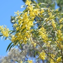 Acacia rubida at Wamboin, NSW - 30 Sep 2018