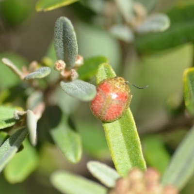 Paropsisterna fastidiosa (Eucalyptus leaf beetle) at QPRC LGA - 30 Sep 2018 by natureguy