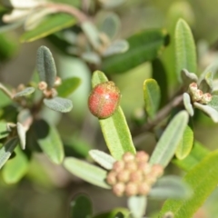 Paropsisterna fastidiosa at Wamboin, NSW - 30 Sep 2018