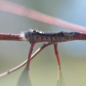 Porela (genus) at Wamboin, NSW - 30 Sep 2018