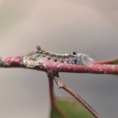 Porela (genus) at Wamboin, NSW - 30 Sep 2018