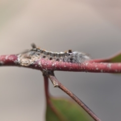 Porela (genus) at Wamboin, NSW - 30 Sep 2018 03:35 PM