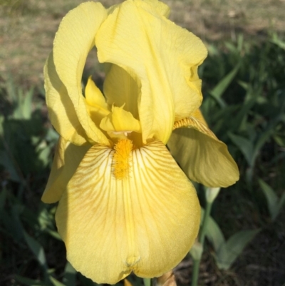 Iris germanica (Tall Bearded Iris) at Bruce Ridge - 26 Oct 2018 by RWPurdie