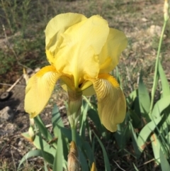 Iris germanica at Lyneham, ACT - 26 Oct 2018 12:00 AM