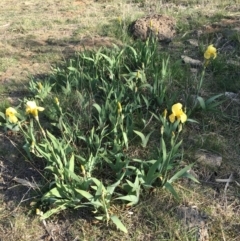 Iris germanica at Lyneham, ACT - 26 Oct 2018